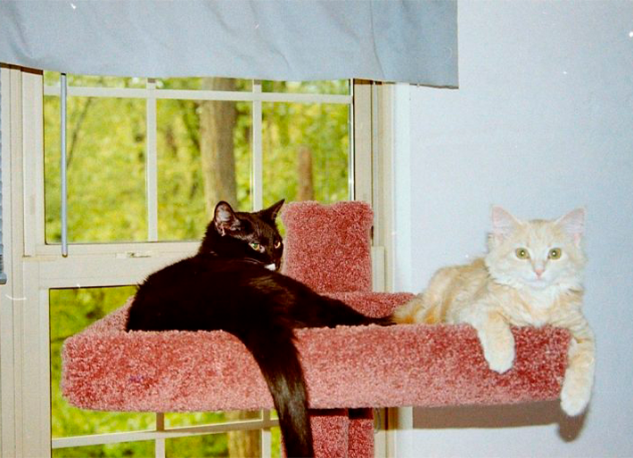 My Babies – Chi Chi & Ariel