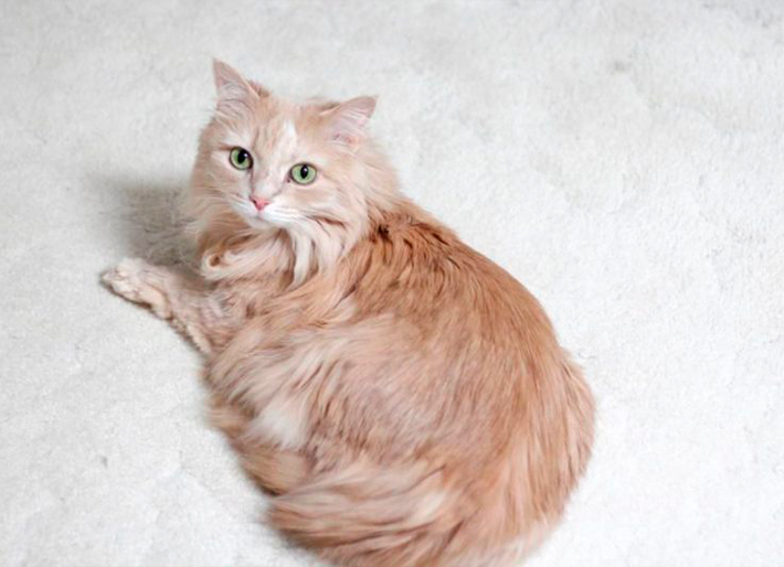 Ariel & Video Stories