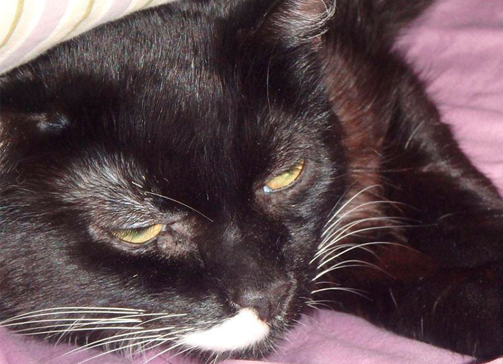 Chi Chi’s Last Chapter