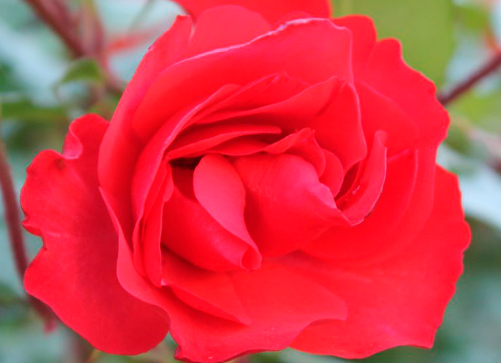 The Flowers of Calabria