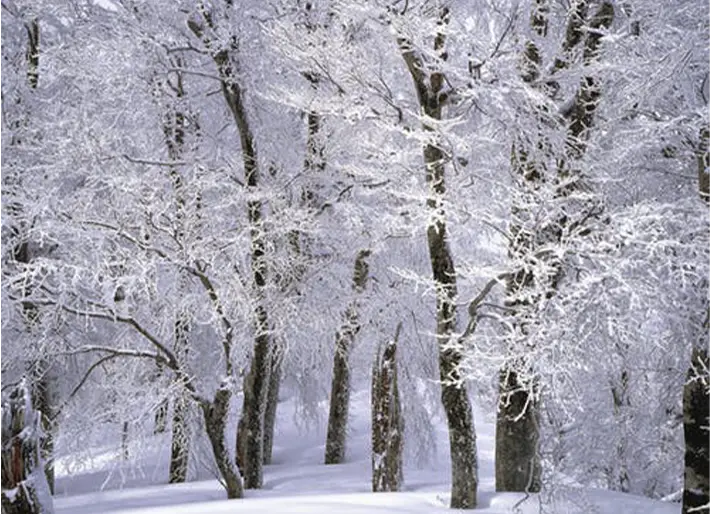 Silent Thoughts on a Snowy Night