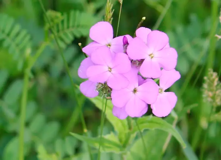 There is Beauty in the World