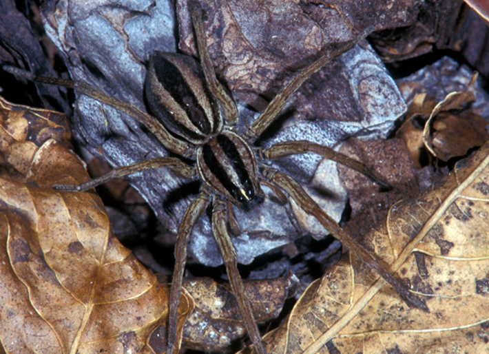 Emeralds of the Night